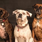 obedience class tail wag hotel