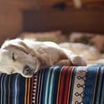 dog boarding tail wag hotel