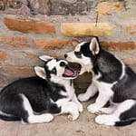 tail wag hotel dog socialization