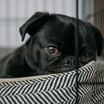 tail wag hotel puppy training