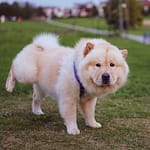 tail wag hotel potty train puppy