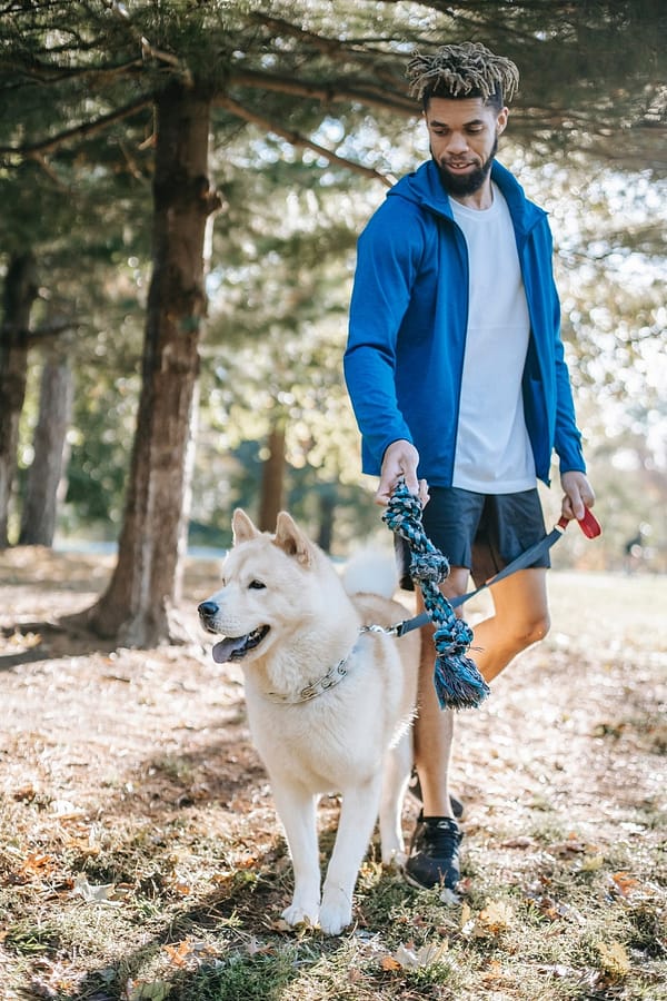 tail wag hotel training walks scaled