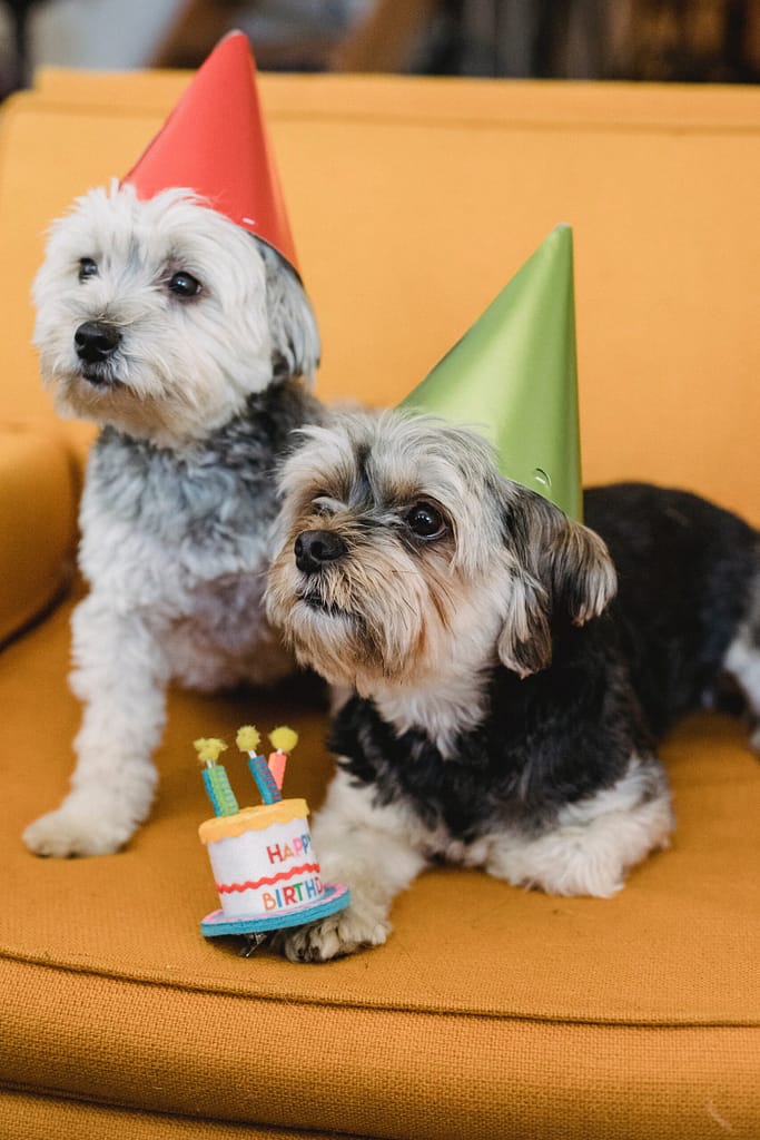 tail wag hotel doggy daycare