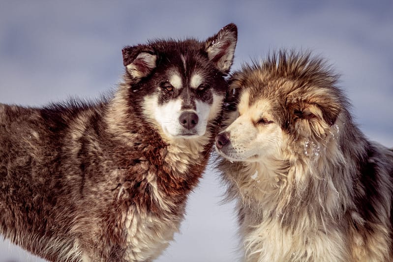 dogs socializing tail wag hotel
