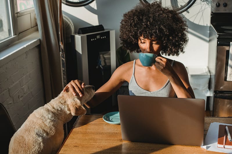 dog engaged indoors tail wag hotel