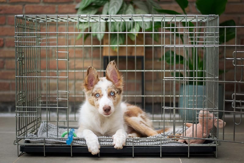 dog in crate