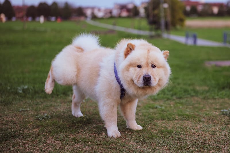 tail wag hotel potty train puppy