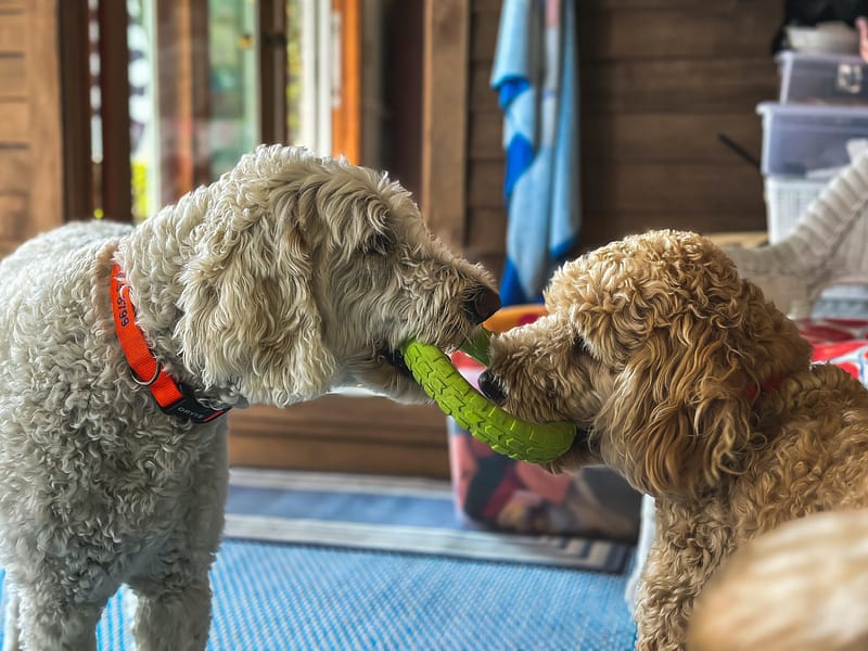 dog socialization tail wag hotel