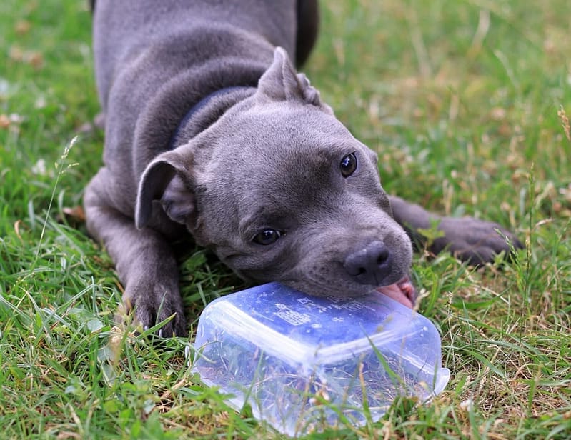 puppy biting tail wag hotel