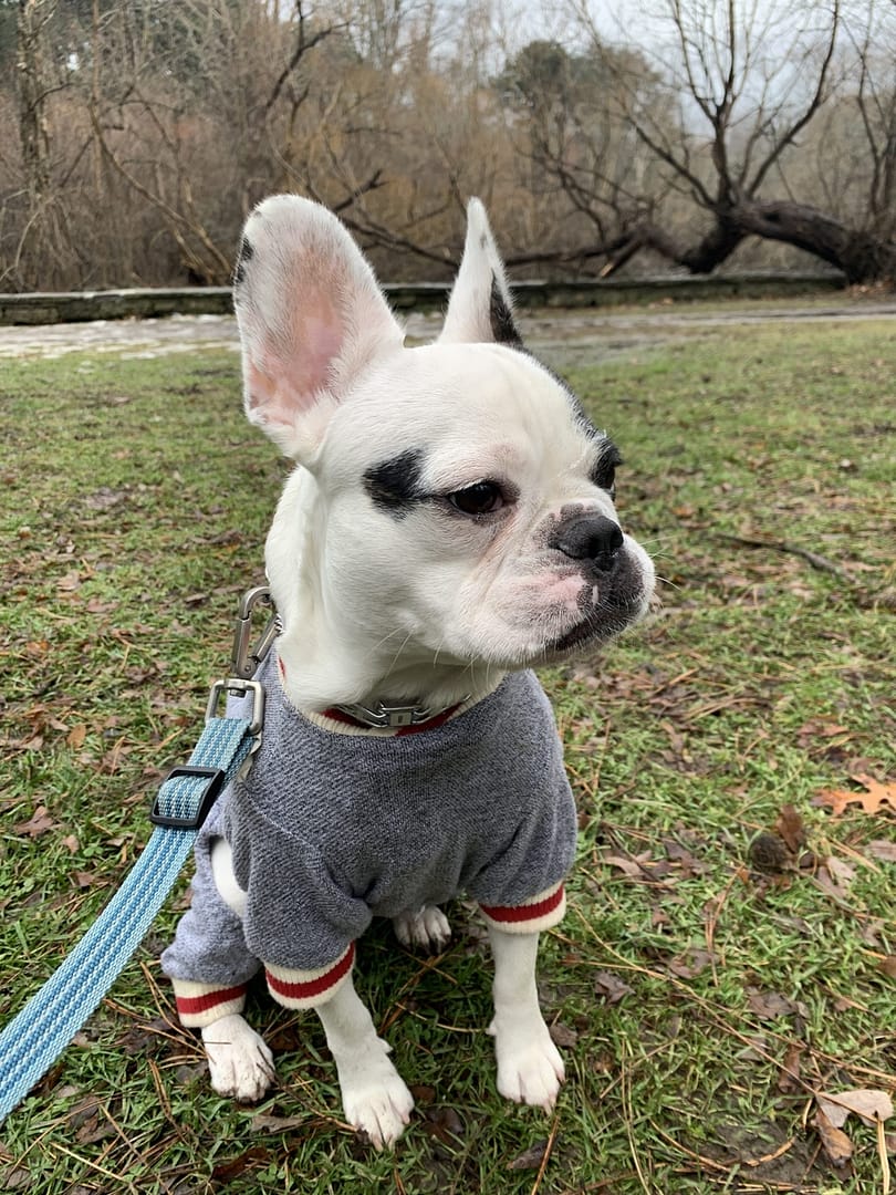 Kenzo Tail Wag Hotel